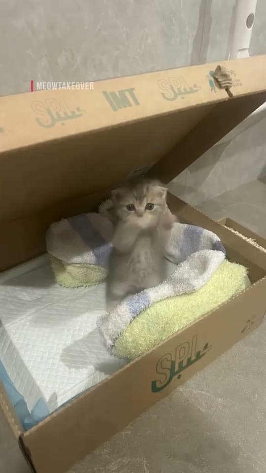 meowtakeover