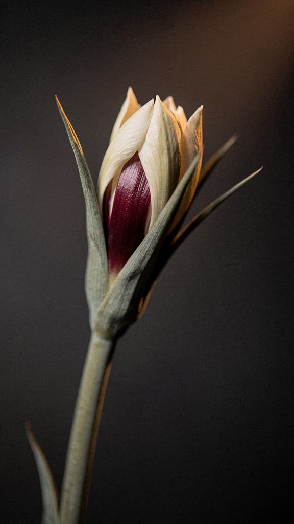 Flower Bud Portrait